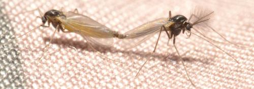 Réf. 270 147 : Orthocladiinae inconnu